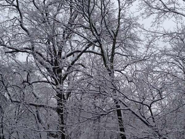 snow_trees